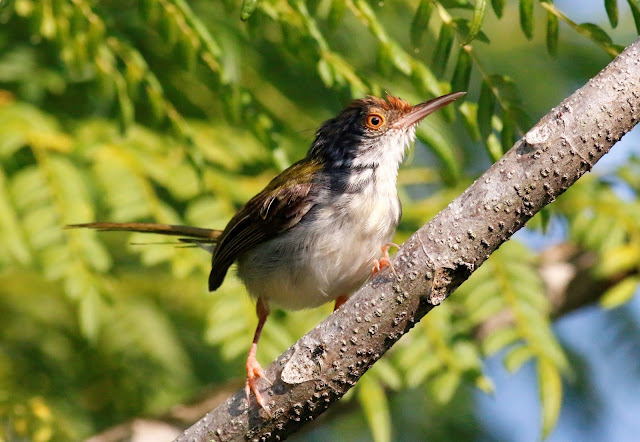 Ron-Nature-Adventures: Birds, Wagler's Pit Viper etc - November 2021