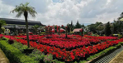 Taman Bunga Begonia Lembang