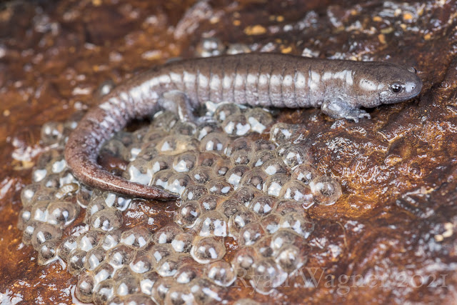Streamside Salamander eggs Ohio