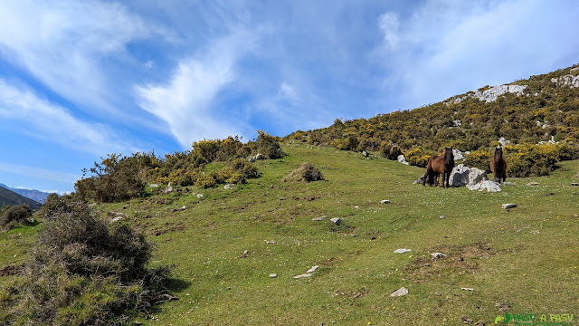 Campera y caballos