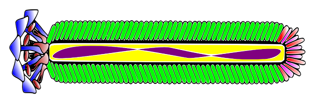 m13 filamentous bacteriophage