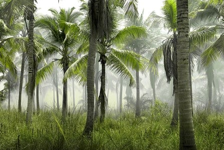 Biogeografi | Berbagai Bioma Di Dunia Habitat Darat