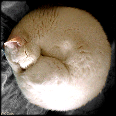 Art Cat GIF • Rolling sleepy white cat. Purrfect Catnap ball [gif-ok-cats.com]