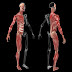 How many bones and muscles are in the human body?