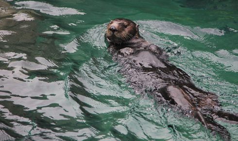 Vancouver Aquarium British Columbia