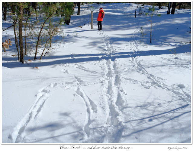 Crane Beach: ... and deers' tracks show the way...