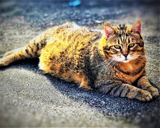 History The Pixie-Bob cat breed traces its lineage back to a domestic cat named Pixie, which entered into a casual relationship with a feral cat in 1985 and gave birth to offspring. Kittens did not have a tail, which was the main distinguishing feature - it is this nuance that people primarily mention when describing this breed of cats.  However, from the external characteristics, we can also mention the impressive size of the animal - an adult male can reach 6-8 kg, and this is not even being overfed. In fact, in the circles of specialists, there is no clear evidence that the father of the breed was a wild cat, however, this version has long been accepted by everyone by default.  In 1994, the International Cat Association officially recognized the Pixie-Bob breed, and in 2005, the American Cat Fanciers Association also gave official recognition.    Characteristics of the breed Adaptability                                       10/10  Attachment to the family             10/10  Gaming activity                                08/10  intelligence                                        10/10  General health                                 07/10  Wool fallout                                      10/10  Friendliness to children                 09/10  Friendly to dogs                               10/10  Love for meows                                02/10     Breed Information Country of origin  UNITED STATES  Lifetime  13-16 years  Size  medium-large  Weight  Cats: 5,5-8 kg, Cats: 3,5-5,5 kg  Coat type  shorthair  Color  spotted brown tabby  Lifestyle  outdoors / indoors  Price  600-800 $    Description A big, kind, intelligent playful cat - it seems that the pixie bob has absorbed all the best, so to speak, textbook qualities described in old fairy tales. Tireless in games, a favorite of children and adults, a faithful companion in travel, and just a good friend - this cat will definitely become a full member of your family. There are never serious problems with him, including health problems, except that sometimes he likes to eat too much, but after all, this is a cat, and which of the cats does not like this?  Pixie Bob is a big cat. The female may well weigh 5 kg, the male - 8 kg. You know, if you overfeed such a pet, a real giant will come out. The physique is strong, massive, pronounced chest, the legs are short, the back is slightly longer than the front. The muzzle is wedge-shaped, of regular shape, ears of medium length. The pattern of wool is usually striped, in several shades. Life expectancy is an average of 15 years.  Personality The pixie bobcat is children's best friend, that's a fact. This breed is moderately playful, active, has very high intelligence and patience in relation to members of its family and, in particular, with children. This cat has a natural gentleness, kind disposition, and love for adventure, including hunting.  She likes to participate not only in games with children or adults but also in general - in the life of the family. This cat is a wonderful companion, she will be happy to share with you all the moments of your life, starting from washing clothes, cooking (perhaps this moment pixie-bob is ready to share in particular), evenings with friends, and trips to other places.  Yes, you heard right - pixie bobcats love to travel with their owners, normally perceive the change of scenery and the new environment, are well oriented to the terrain. They have well-developed hunting instincts, which is not surprising, given the pedigree. At the same time, they do not show aggression towards people, which is very important if there is a small child in the family.  Strangers are perceived normally, without negativity but also without unnecessary enthusiasm. We can say that the pixie bob, perhaps, will first look at the guests of your house, observe the situation from the outside, and only after he makes his own opinion, will he make contact.  But with members of their family, these cats are unusually affectionate, they are well able to feel the emotional state of a person, and often try to help with their presence and love. This breed is not very talkative, and well perceives other pets in the house - however, there are exceptions. These are birds, rodents, and, possibly, fish.  Common diseases The Pixie-Bob cat breed is in excellent health and experiences virtually no problems in this regard throughout its life. Despite the mutation that led to the absence of a tail, the genetic abnormality did not affect other body systems. If you remember that pixie bobcats love to travel with their owners, then good health is especially important. Perhaps that they are prone to fullness - but it all depends on the owner. If you don't constantly allow your pet to overeat, everything will be fine.  Care The Breed of Cats Pixie Bob does not belong to the long-haired, however, their coat is still dense, with a thick undercoat. Accordingly, they need to be combed once a week, but bathing too often is not worth it. Once every 2-3 months will be enough. Veterinarians recommend brushing the teeth of cats every day, but sometimes there is no such possibility, and therefore 3 times a week will be enough. Clean the ears and eyes as they become dirty, but at least once a week, the claws are trimmed about once every 10 days.Pixie Bob Cat history, characteristics of the breed, breed information, description, personality, common diseases and care.