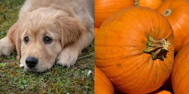 Can Dogs Eat Pumpkin 5