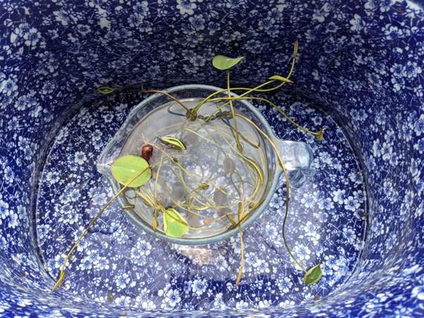 A plant in a cup

AI-generated content may be incorrect.