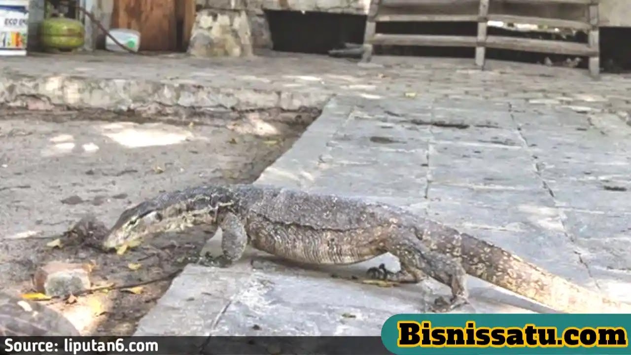 Petanda Biawak Masuk Rumah