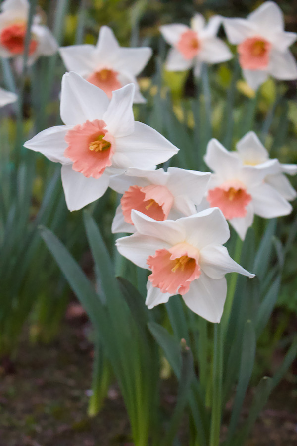 Daffodils of Spring- www.gildedbloom.com