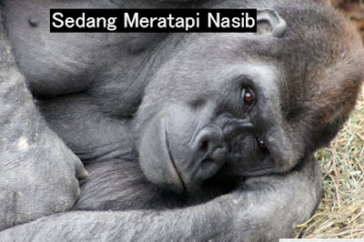 Meme Sedang Meratapi Nasib