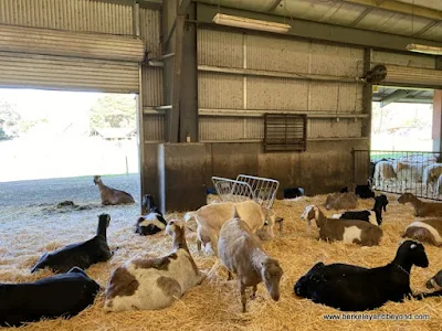 pregnant goats relaxing in barn at Pennyroyal Goat Dairy and Farm in Boonville, California