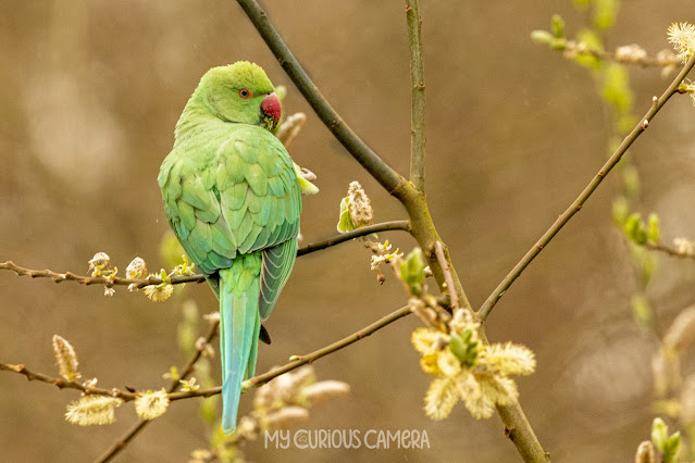 Rose ringed Parakeet sitting on the branch of a cherry tree in Richmond Park, London