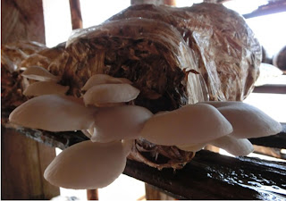 Mushroom cultivation training in Central African Republic