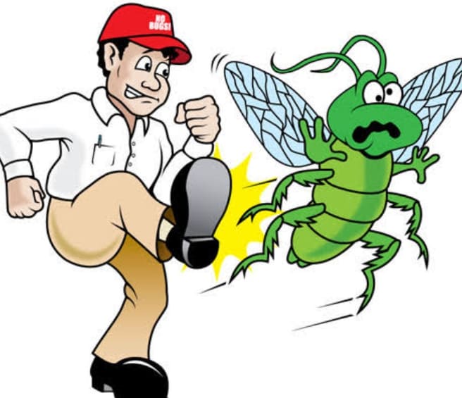 شركات مكافحة حشرات بالدمام