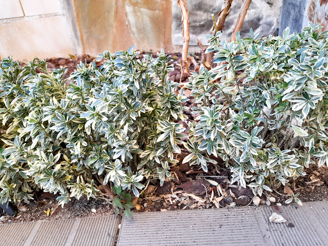 Euonymus japonicus ‘Mycrophyllus Albovariegatus’.