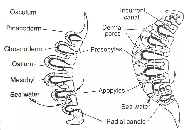 स्पंजों में नाल-प्रणाली (Canal System): प्रकार, महत्व | hindi