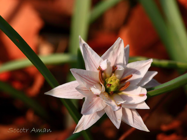 Amana edulis