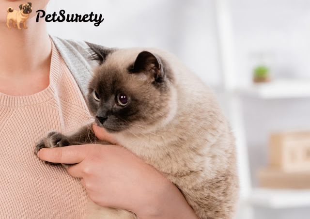 Keeping Your Pet Healthy: Common Signs of Illness in Animals