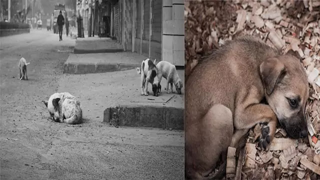 Dog, Street Dogs, its Problems in Kathmandu, and Solution