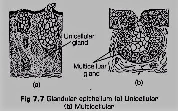 Glandular Epithelium