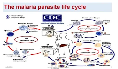 malaria pdf