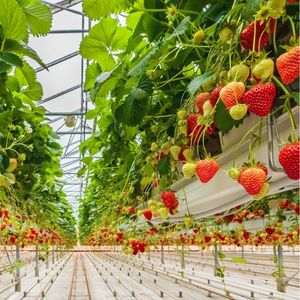 hydroponics farming best business ideas