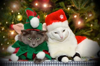 32 fotos de animais que já estão prontos para o natal