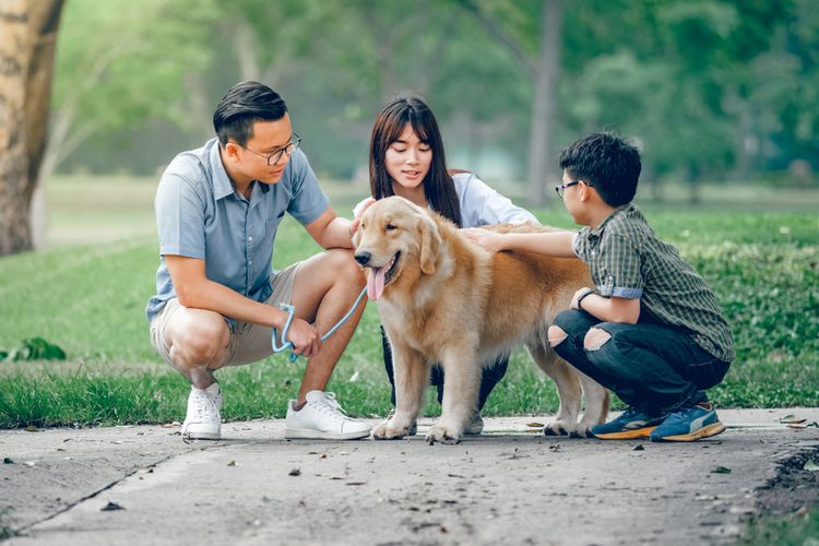 medium dog breeds for families