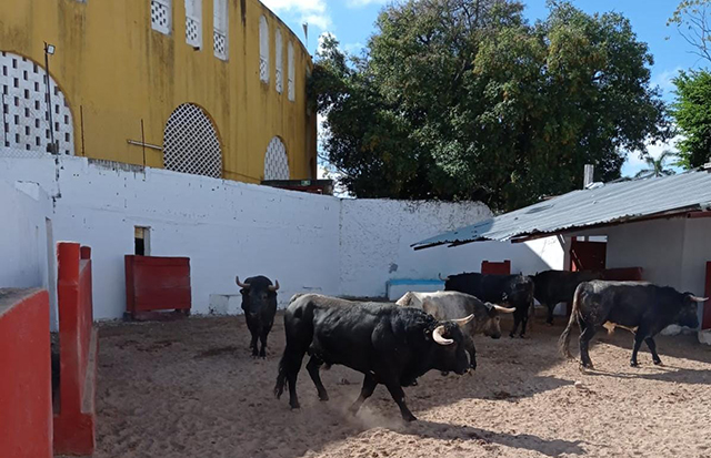 Autorizado el festejo para la Mérida el 1 de enero