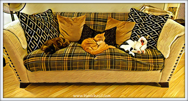 three cats on a sofa