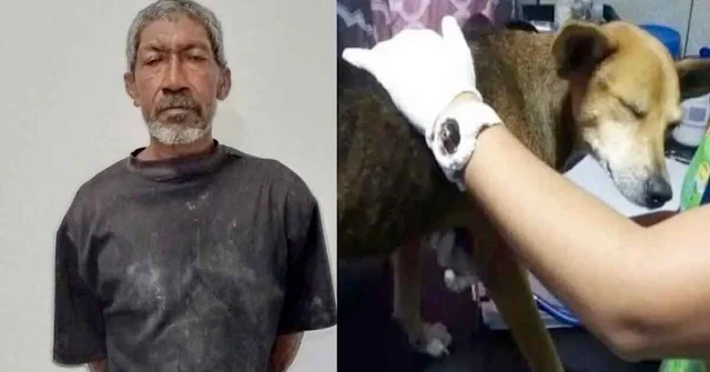 Detenido en Margarita por practicar actos carnales con la perra Silvana