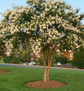 Acoma Crape Myrtle Growth rate, Size, Height | Acoma Crape Myrtle vs Natchez