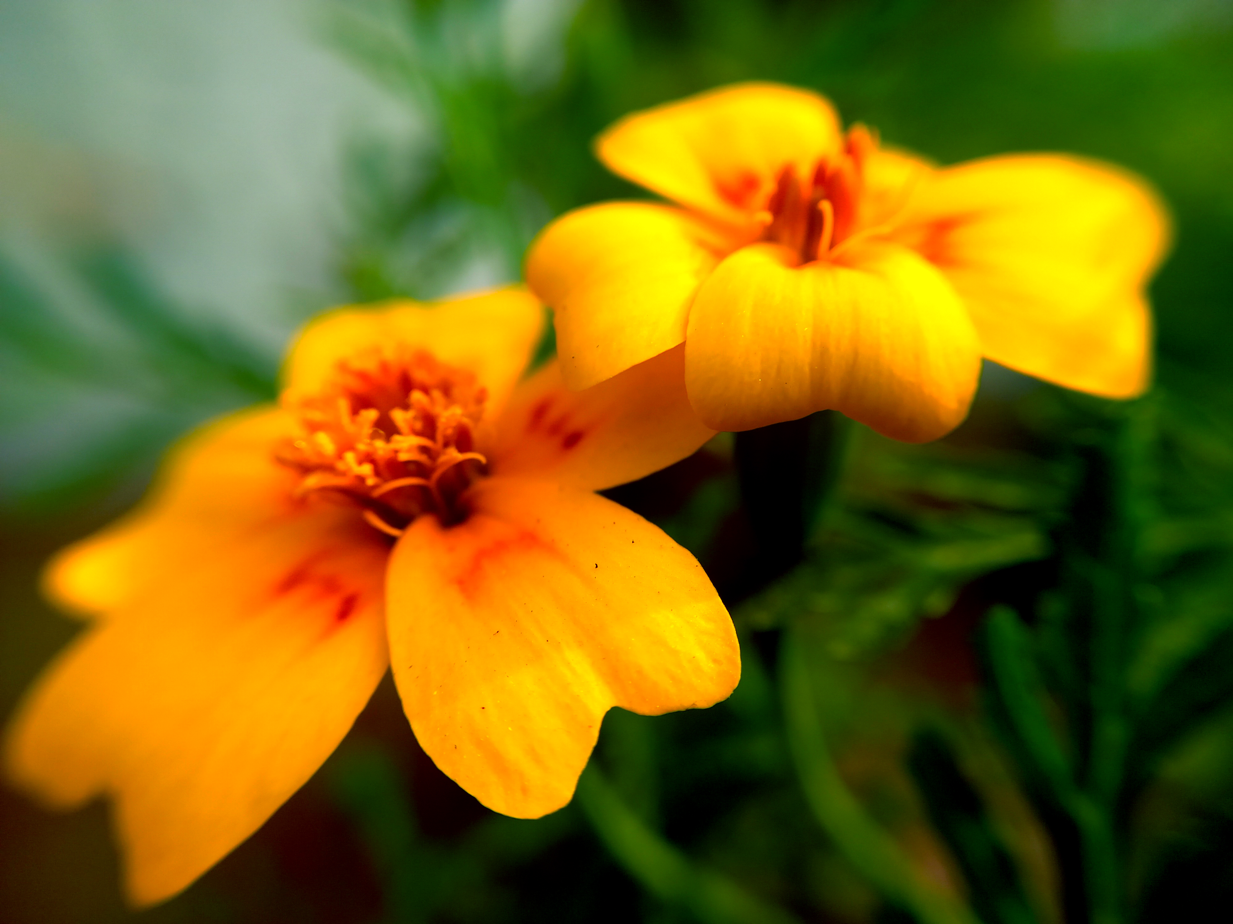 Marigold Yellow Flower Images