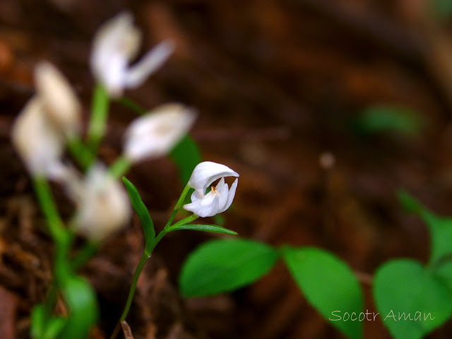 Cephalanthera erecta