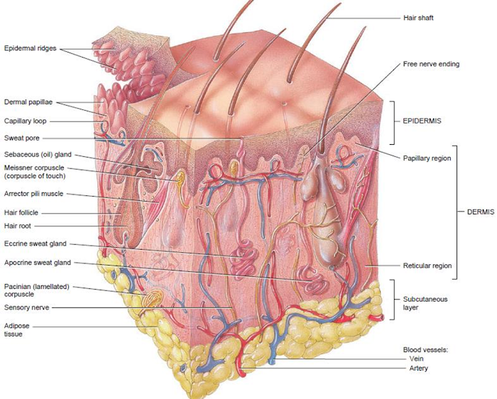Human Skin - 1st Semester B. Pharma Class Notes Human Anatomy and Physiology