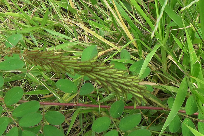 Dlium Hairy indigo (Indigofera hirsuta)