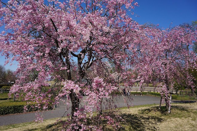 Prunus 'Yae-beni-shidare'