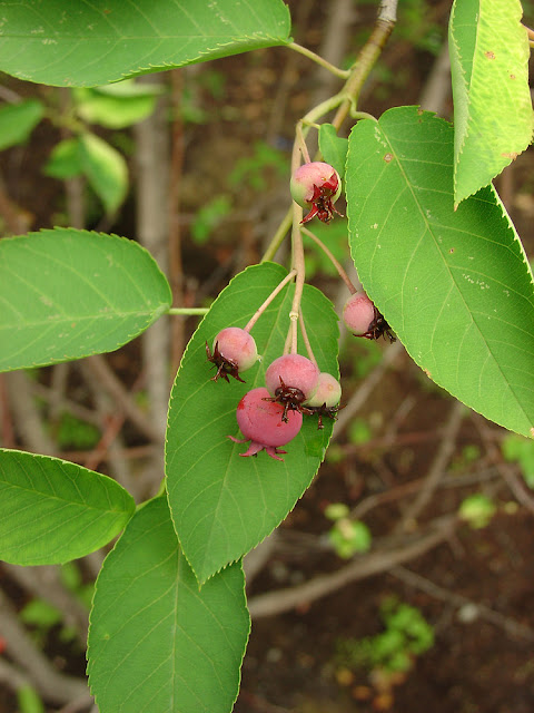 Ирга канадская (Amelanchier canadensis)