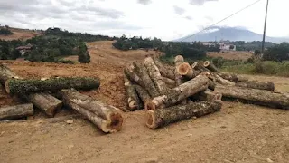 ilegal-logging