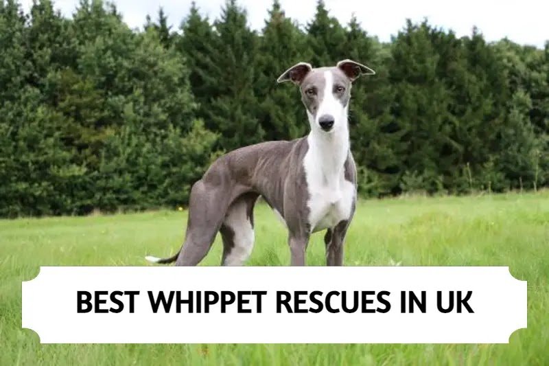 Best Whippet Rescues in UK
