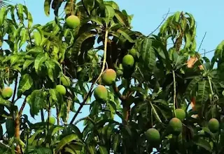 परिसरात आढळणाऱ्या वनस्पतींची माहिती पर्यावरण प्रकल्प ११वी १२वी | evs project 11th and 12th Trees information in marathi