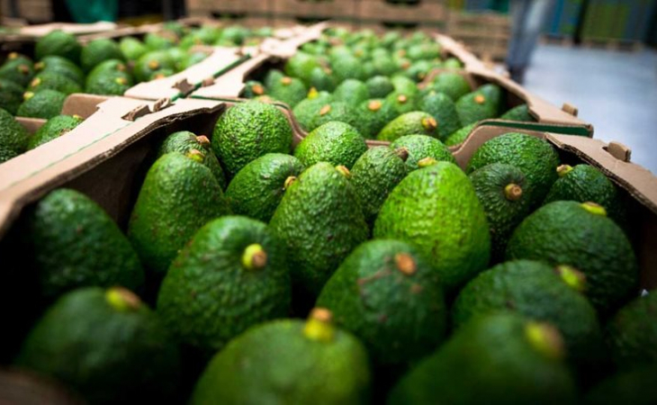 Colombia envió primeras 22,5 toneladas de aguacate Hass a Chile