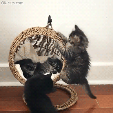 Funny Kitten GIF • 4 kitties playing hard with a new bed-chair-swing. Wrecking ball crew. What a mess, haha! [ok-cats.com]