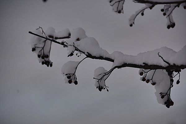 rognebær med snø