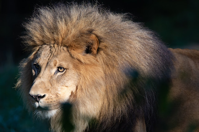 Mourning the loss of amazing lion, 14-year-old Xerxes