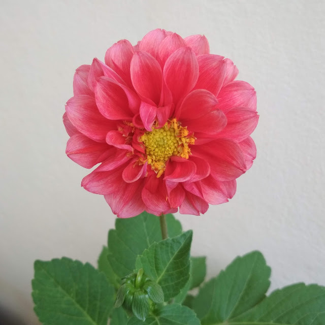 Uma flor para ela Crisântemo rosa a desabrochar foto e poesia de Julio Silva 2021