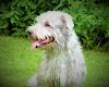 Irish Glen of Imaal Terrier dog, breed information, history, description, personality, teaching, care, common diseases.