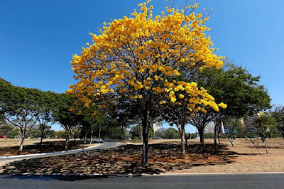 Pohon Tabebuya Bunga Kuning Daun Kecil